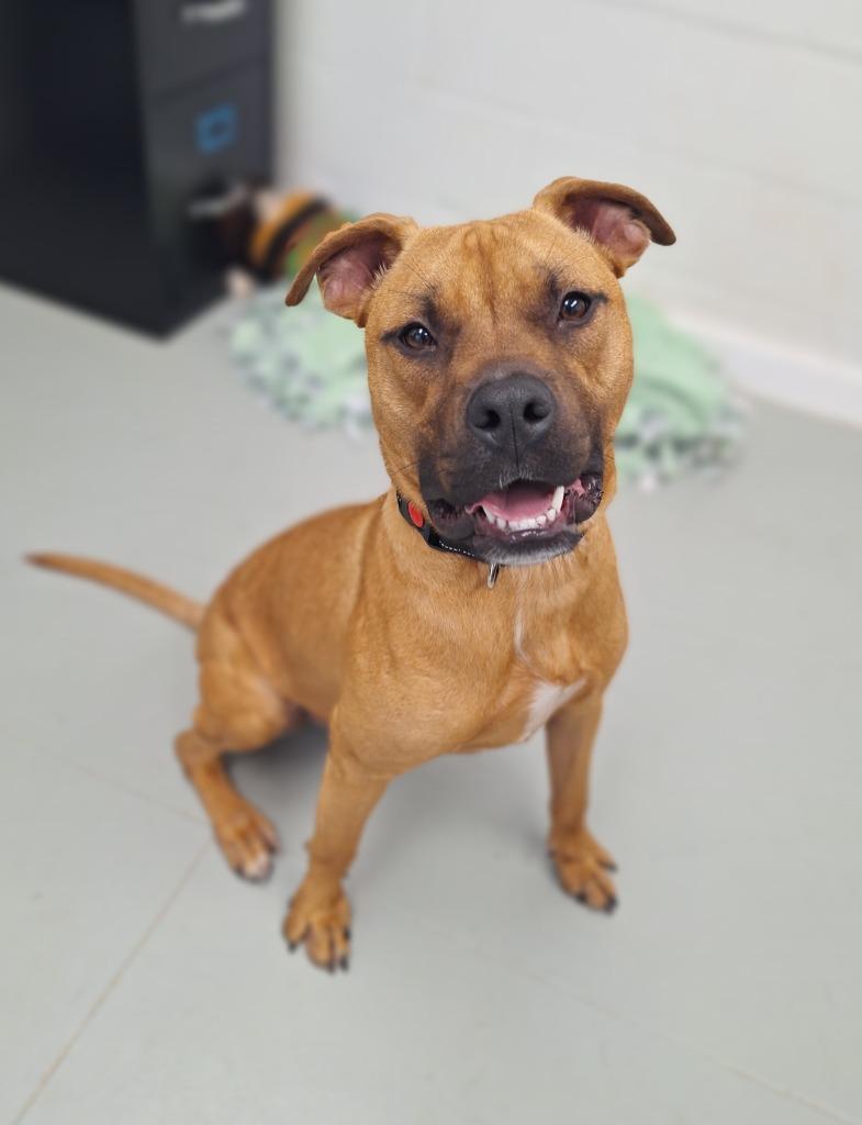 Enlarge Odie, a Adopted mixed breed in Noble, OK image 3/6