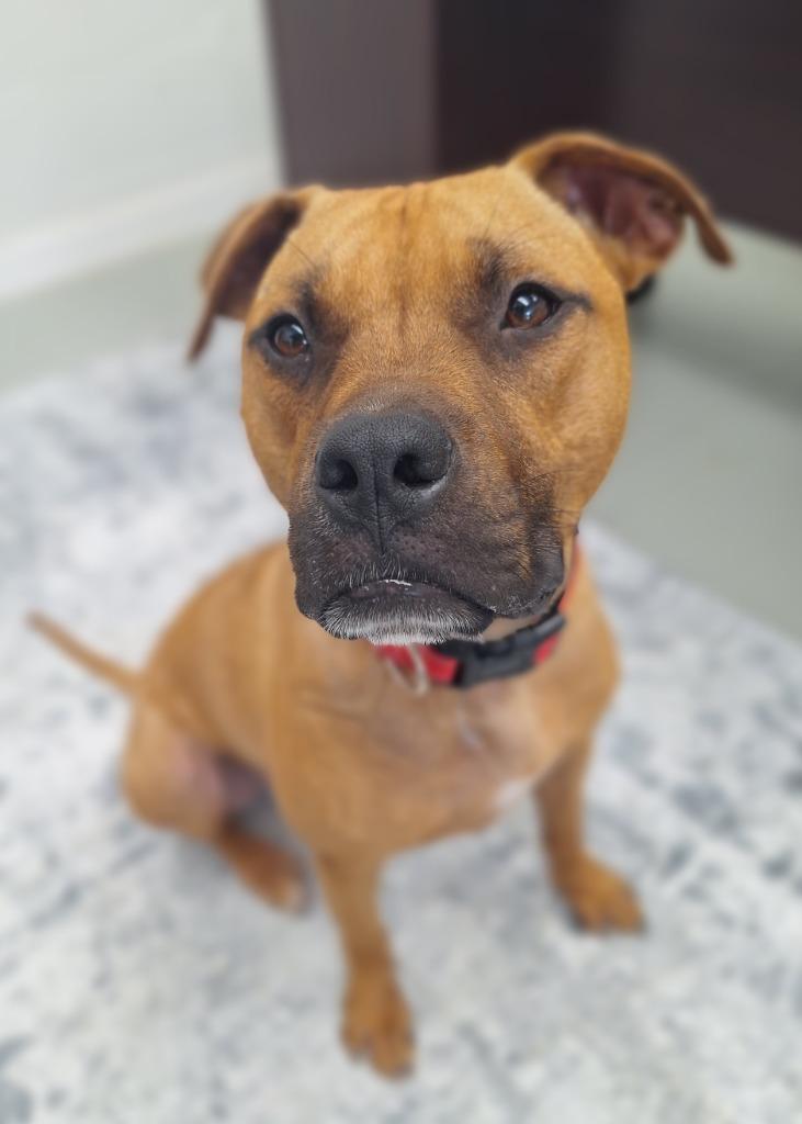 Enlarge Odie, a Adopted mixed breed in Noble, OK image 4/6