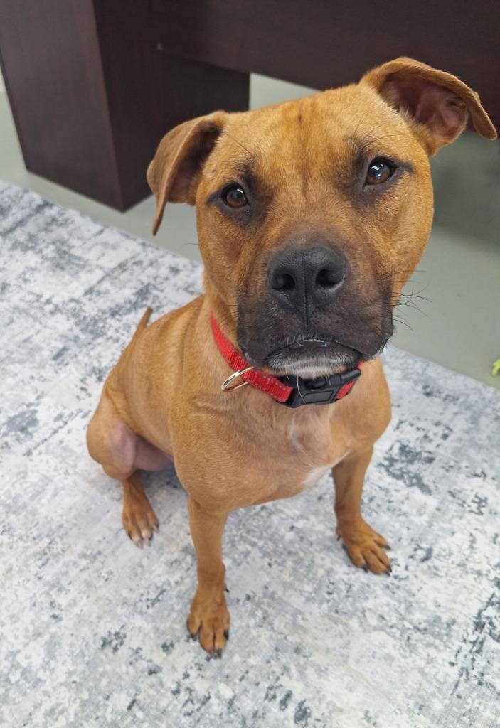 Enlarge Odie, a Adopted mixed breed in Noble, OK image 5/6