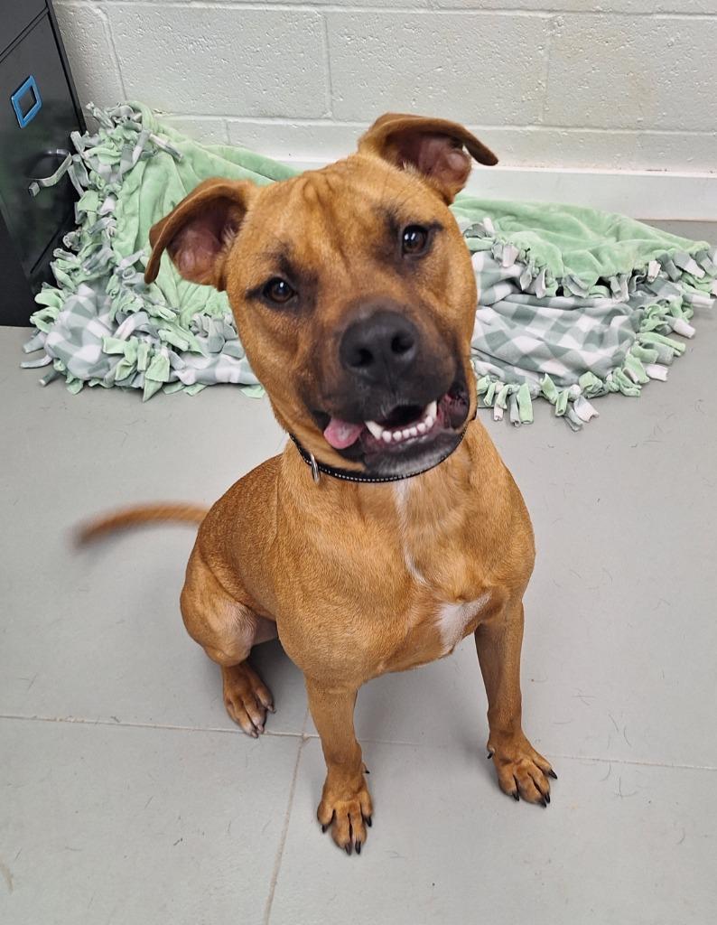 Enlarge Odie, a Adopted mixed breed in Noble, OK image 6/6