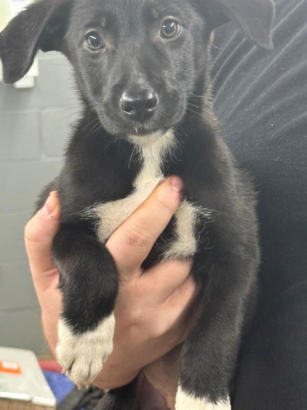 Enlarge Bell, a Adoptable mixed breed in Campbellsville, KY image 1/1