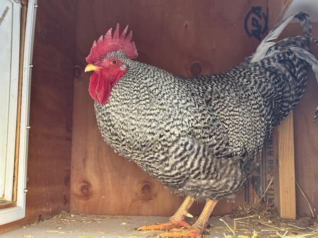 ROOSTOPHER WALKEN, Adoptable, Baby Male Chicken.