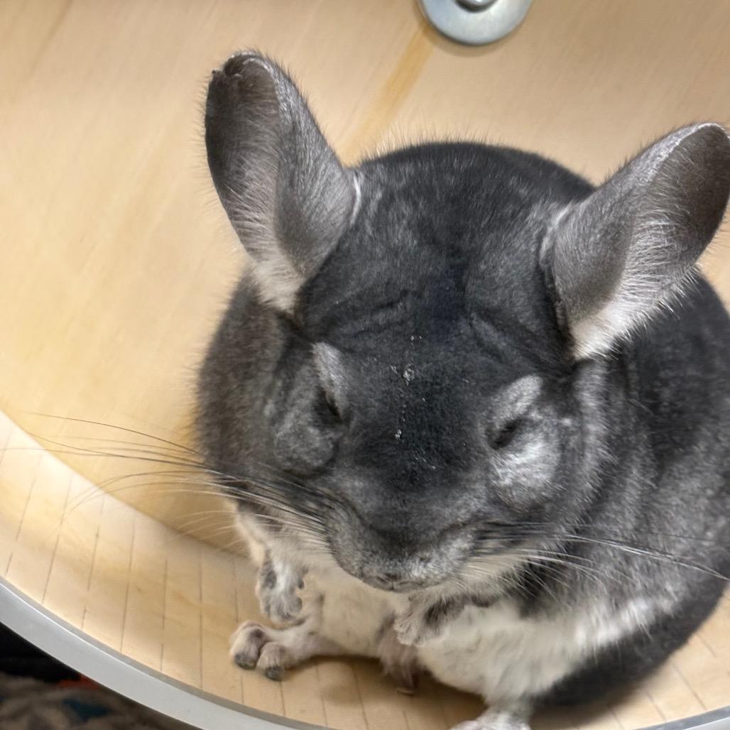 Ash, Adoptable, Adult Male Chinchilla.