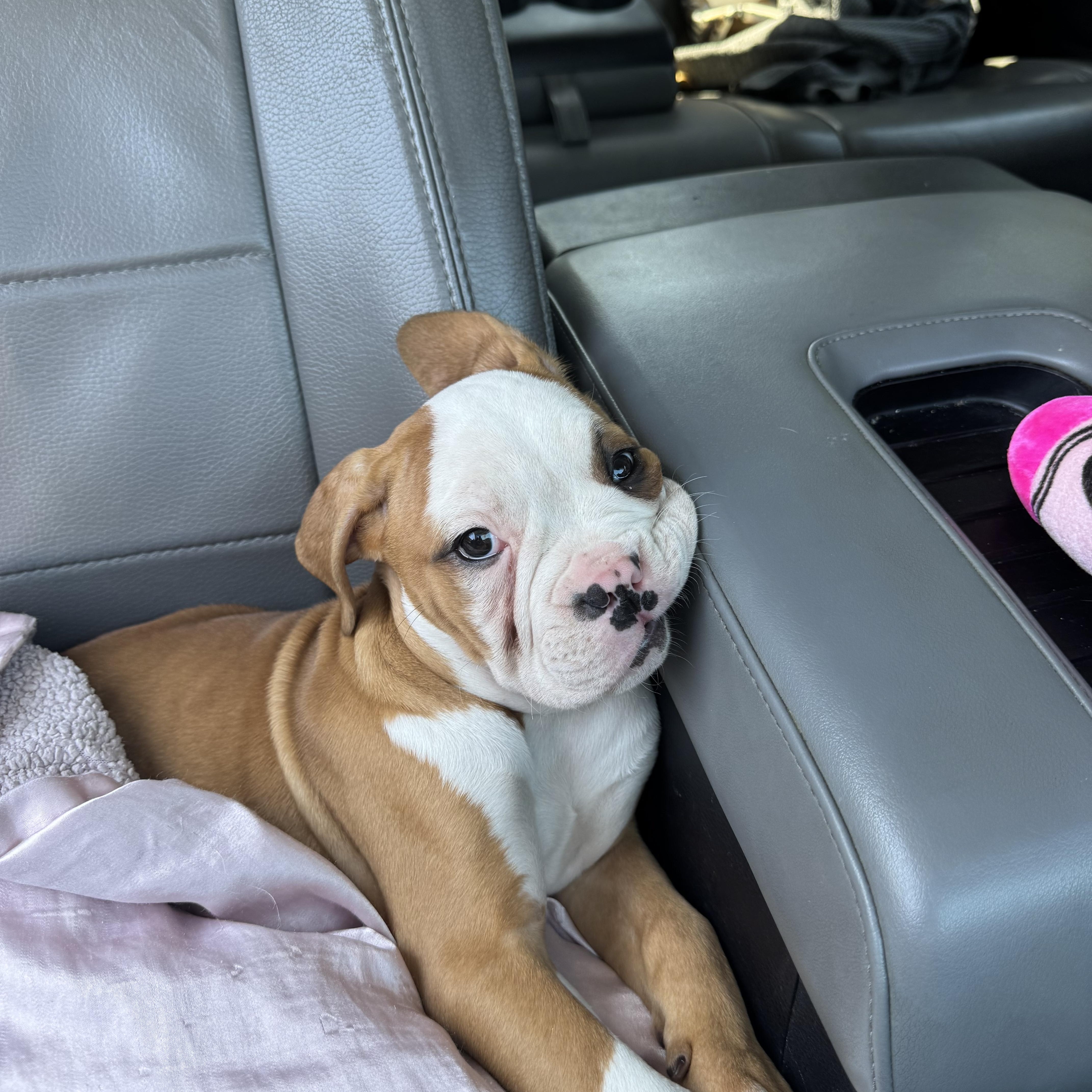 Bambi, Adopted, Puppy Female Mixed Breed.