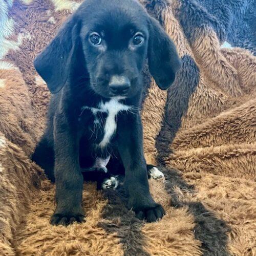 Enlarge Jasper, a Adoptable mixed breed in Henderson, NV image 5/5