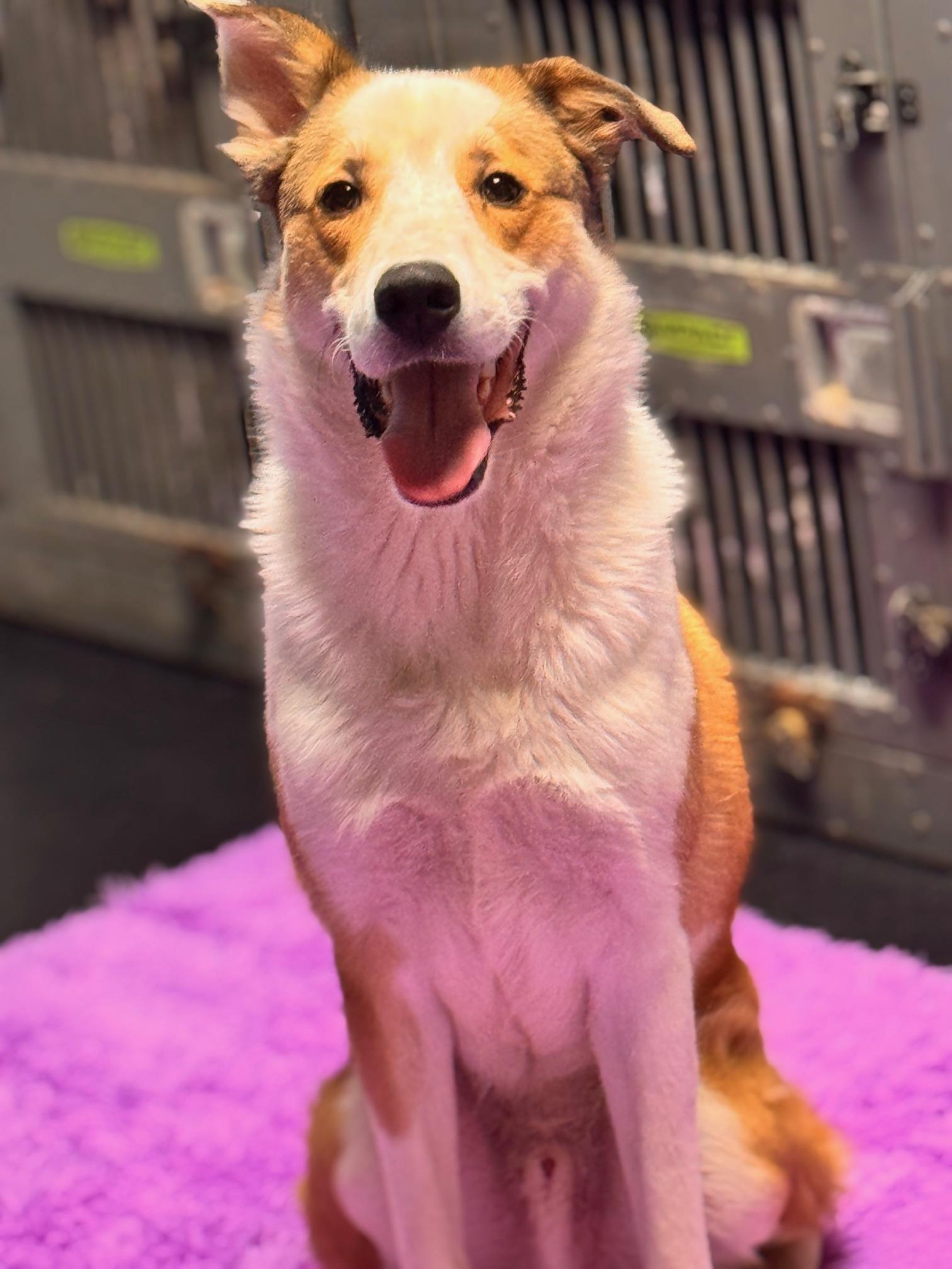 Enlarge Carmel, a Adoptable mixed breed in Williamstown, NJ image 5/6