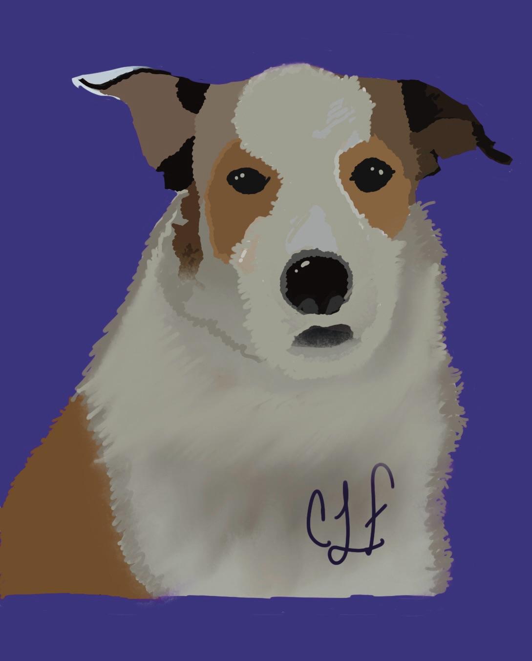 Enlarge Carmel, a Adoptable mixed breed in Williamstown, NJ image 6/6