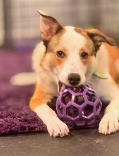 Enlarge Carmel, a Adoptable mixed breed in Williamstown, NJ image 6/6