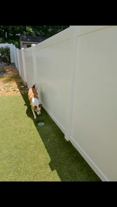 Enlarge Carmel, a Adoptable mixed breed in Williamstown, NJ video 2/6