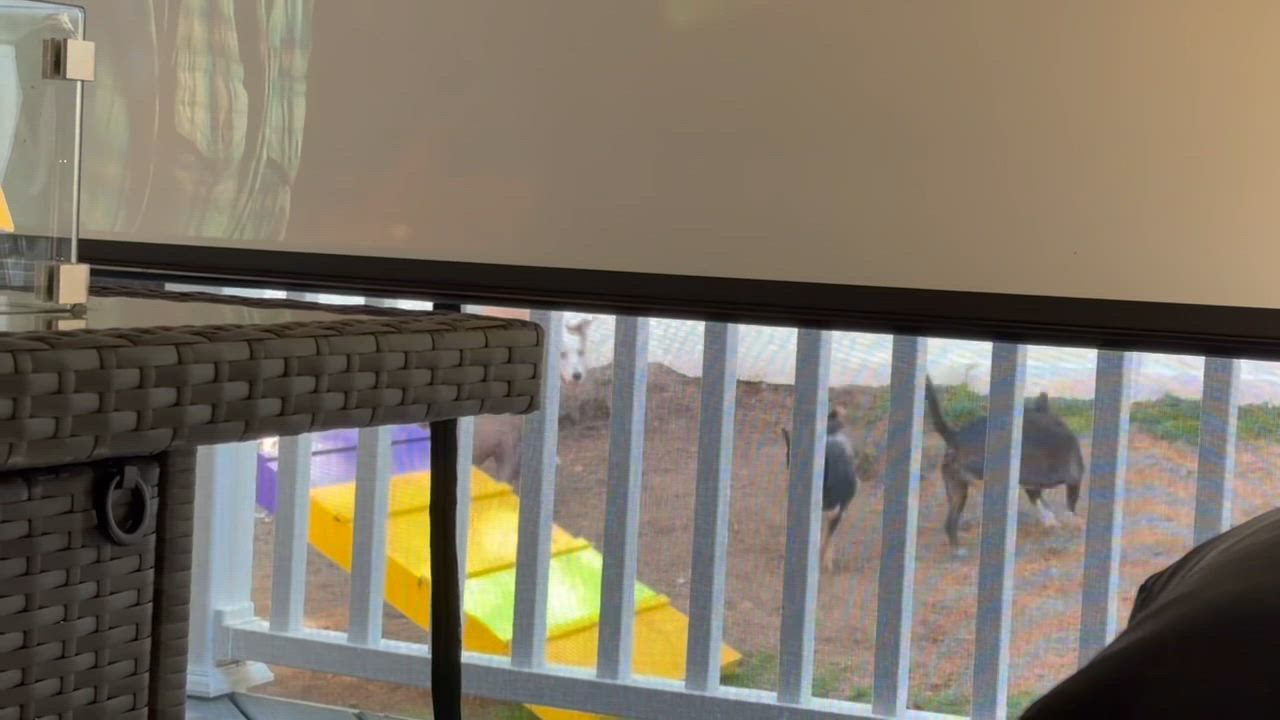 Enlarge Carmel, a Adoptable mixed breed in Williamstown, NJ video 3/6