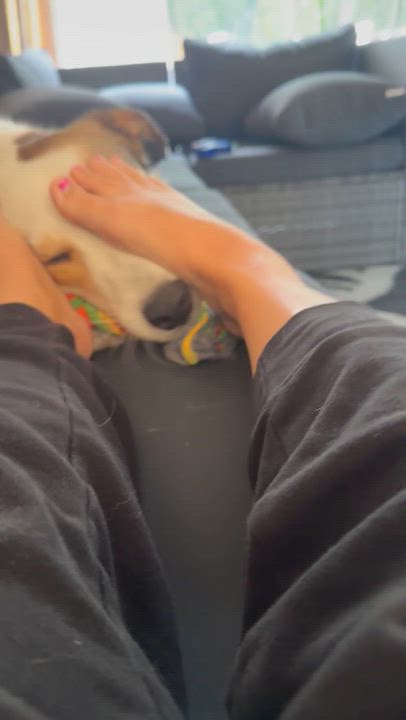 Enlarge Carmel, a Adoptable mixed breed in Williamstown, NJ video 4/6