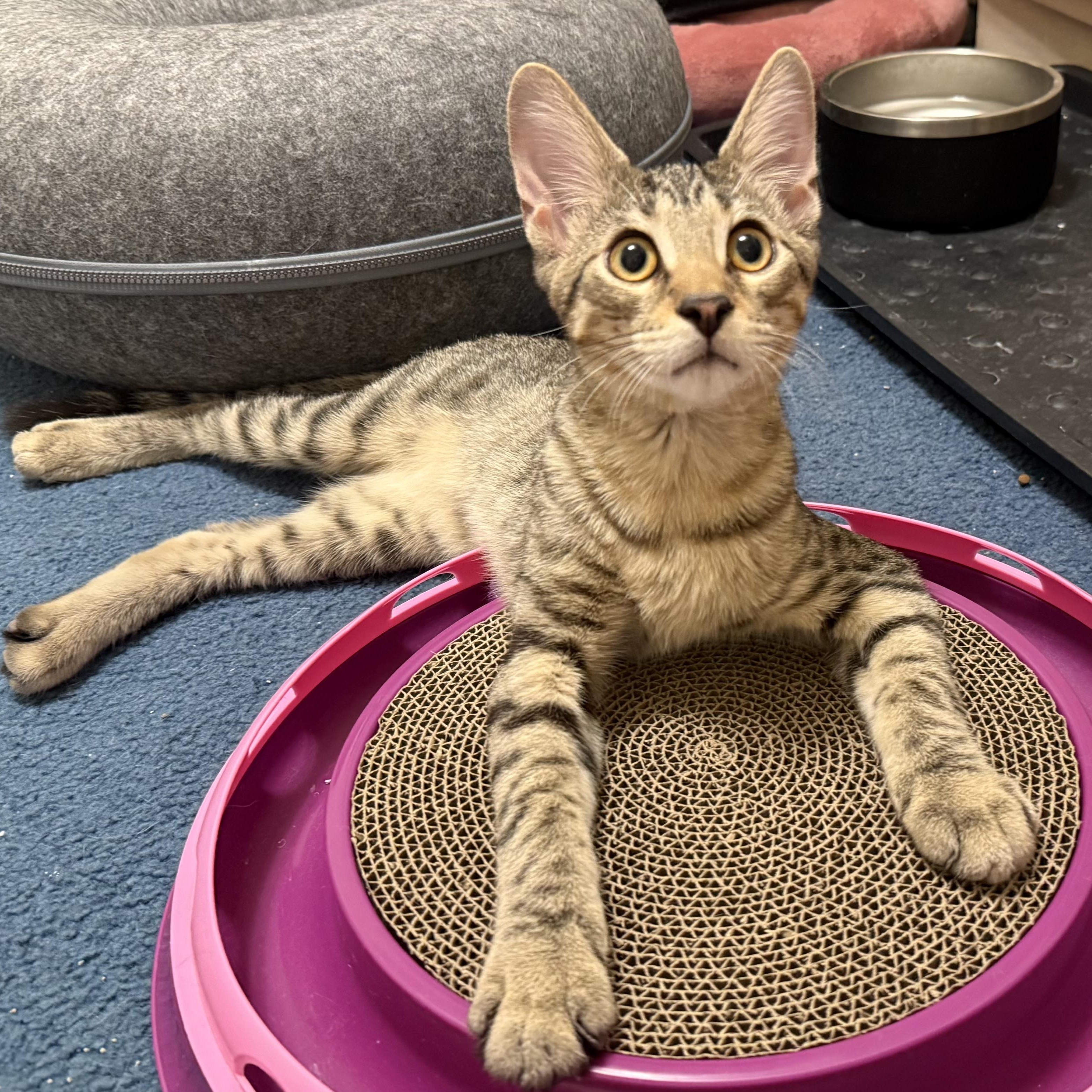 Cat Sajak, Adopted, Young Male Domestic Short Hair.