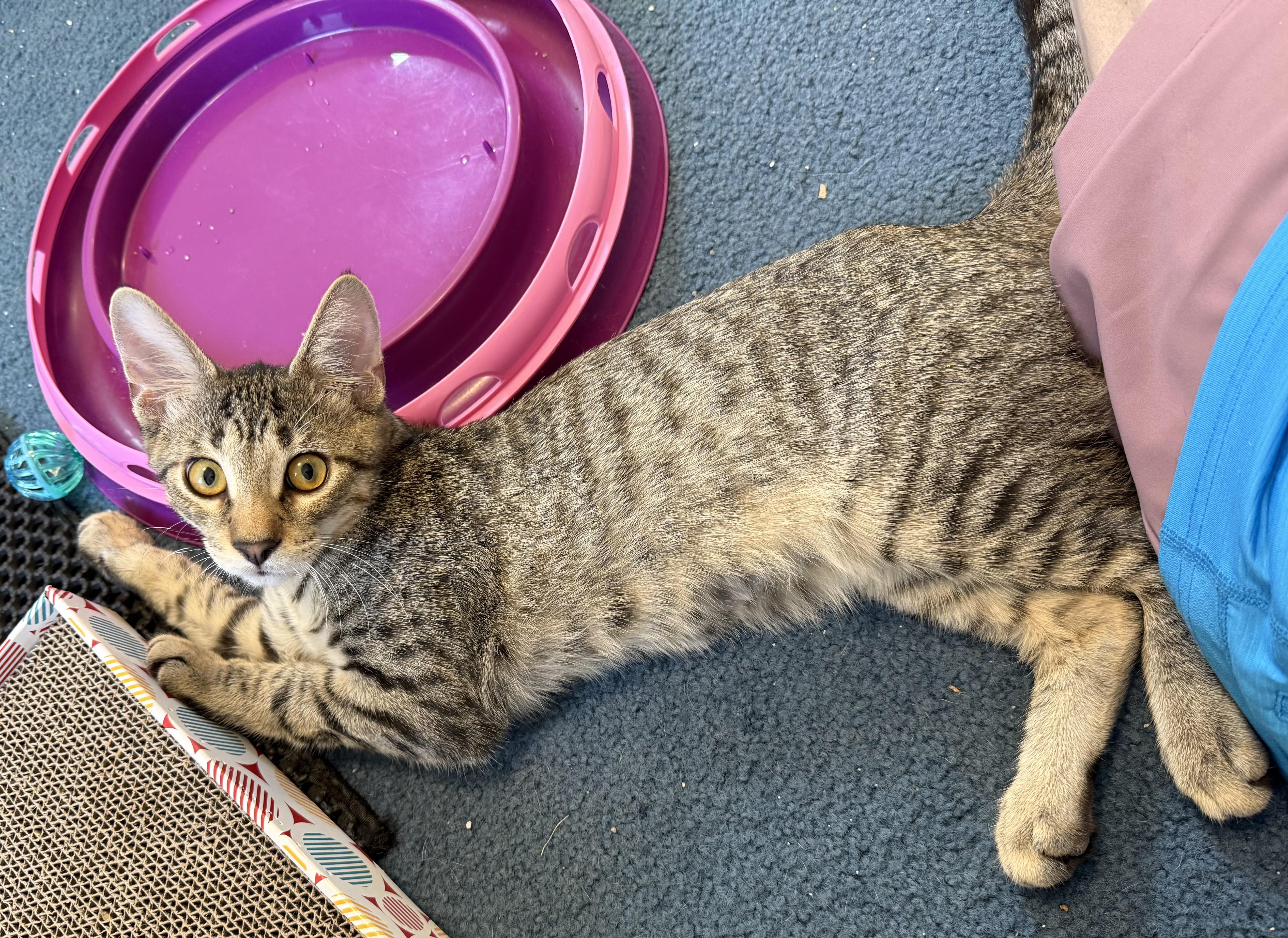 Enlarge Cat Sajak, a Adopted Domestic Short Hair in Garden City, MI image 2/3