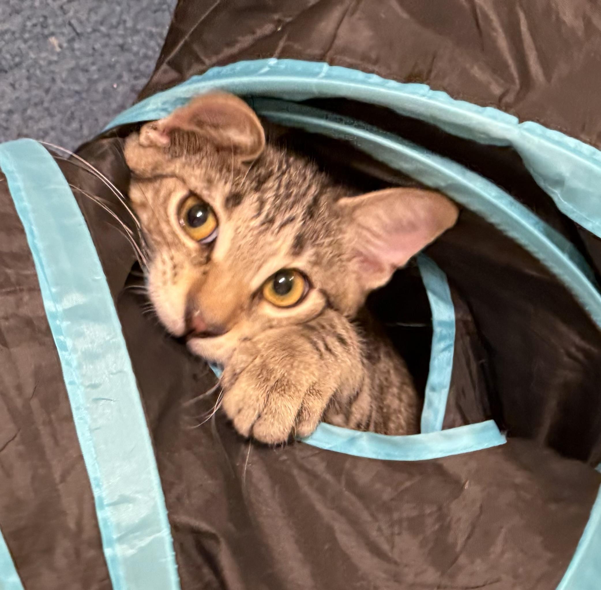 Enlarge Cat Sajak, a Adopted Domestic Short Hair in Garden City, MI image 3/3