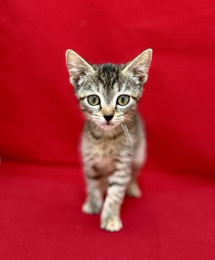 Hayden, Adoptable, Kitten Female Domestic Short Hair & Domestic Short Hair.