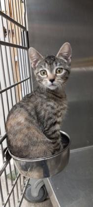 Hayden, a Adoptable Domestic Short Hair in Picayune, MS image 2/3