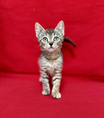 Hayden, a Adoptable Domestic Short Hair in Picayune, MS image 3/3