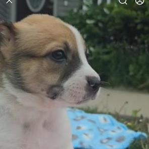 Enlarge Jelly Bean, an adopted mixed breed in Riverside, IA image 1/1