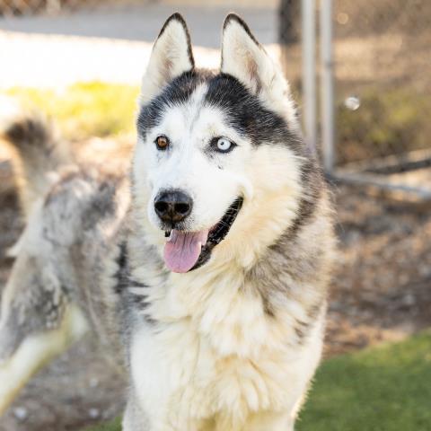 Enlarge MAX, a Adoptable Siberian Husky in Camarillo, CA image 1/1