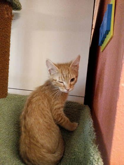 Heiter, Adoptable, Kitten Male Domestic Short Hair & Domestic Short Hair.
