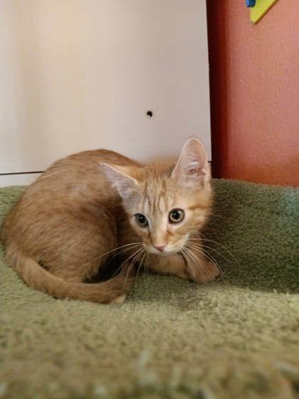 Enlarge Heiter, a Adoptable mixed breed in Scottsbluff, NE image 2/3