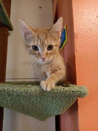 Enlarge Heiter, a Adoptable mixed breed in Scottsbluff, NE image 3/3