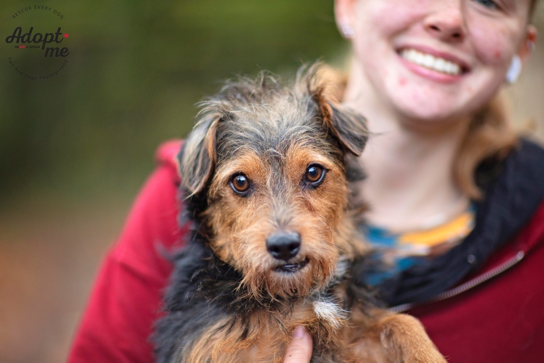 Acorn, a Adoptable Wirehaired Terrier in Seattle, WA image 1/12