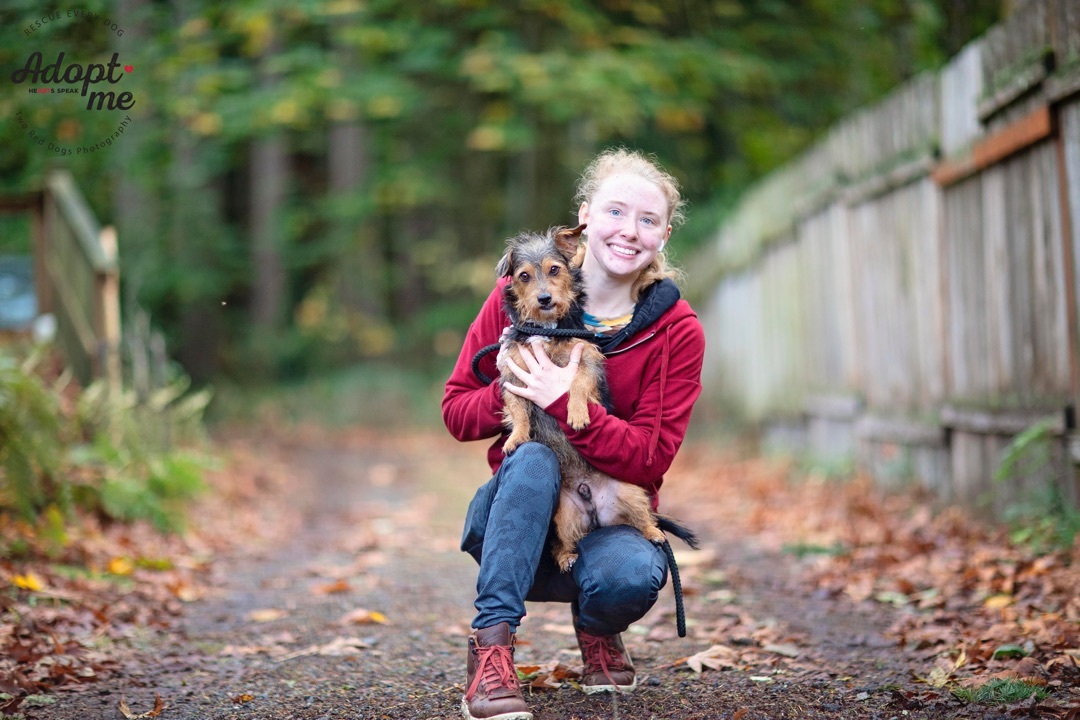 Acorn, a Adoptable Wirehaired Terrier in Seattle, WA image 2/12