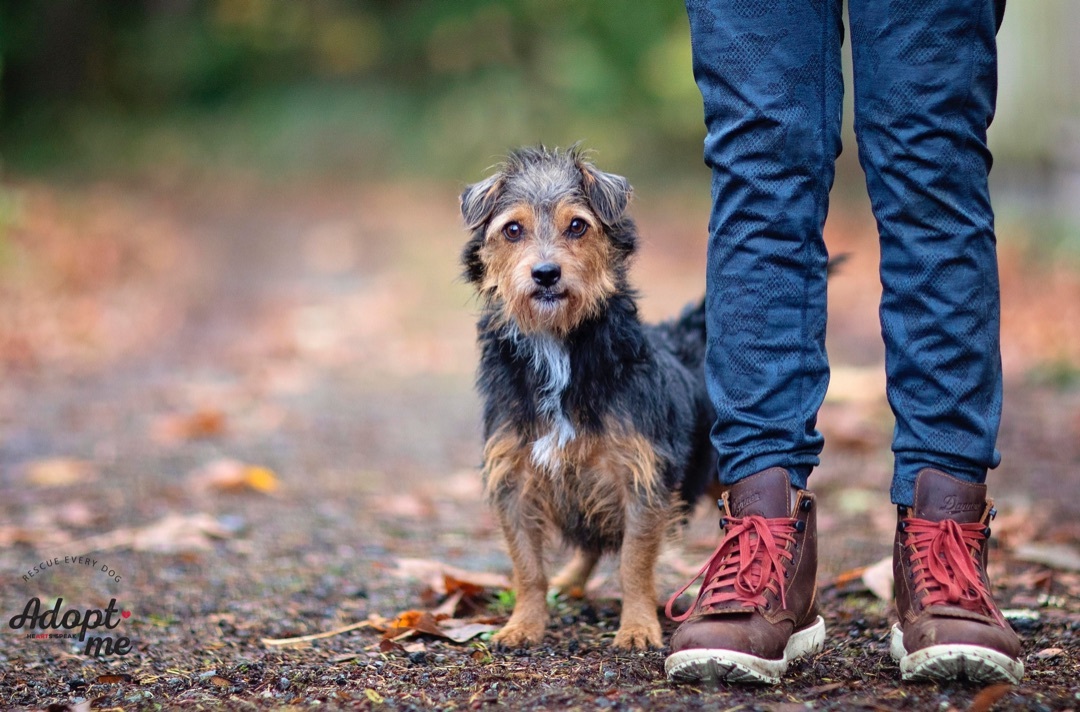 Acorn, a Adoptable Wirehaired Terrier in Seattle, WA image 4/12