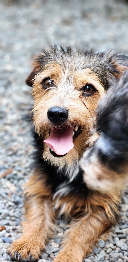 Acorn, a Adoptable Wirehaired Terrier in Seattle, WA image 5/12