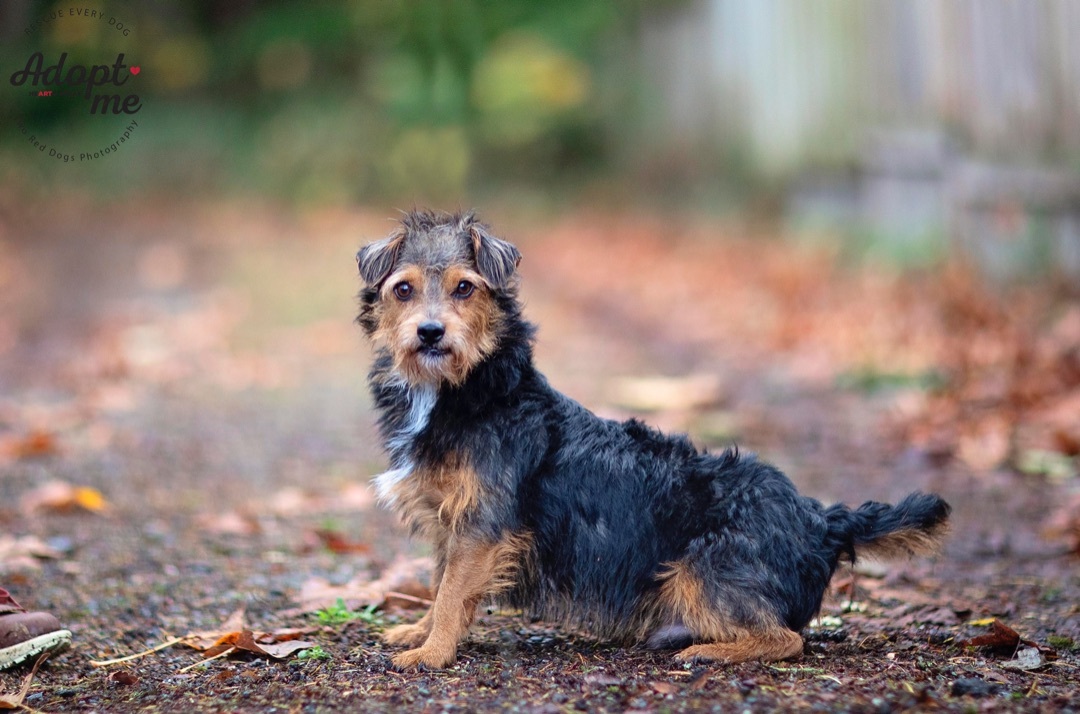 Acorn, a Adoptable Wirehaired Terrier in Seattle, WA image 6/12