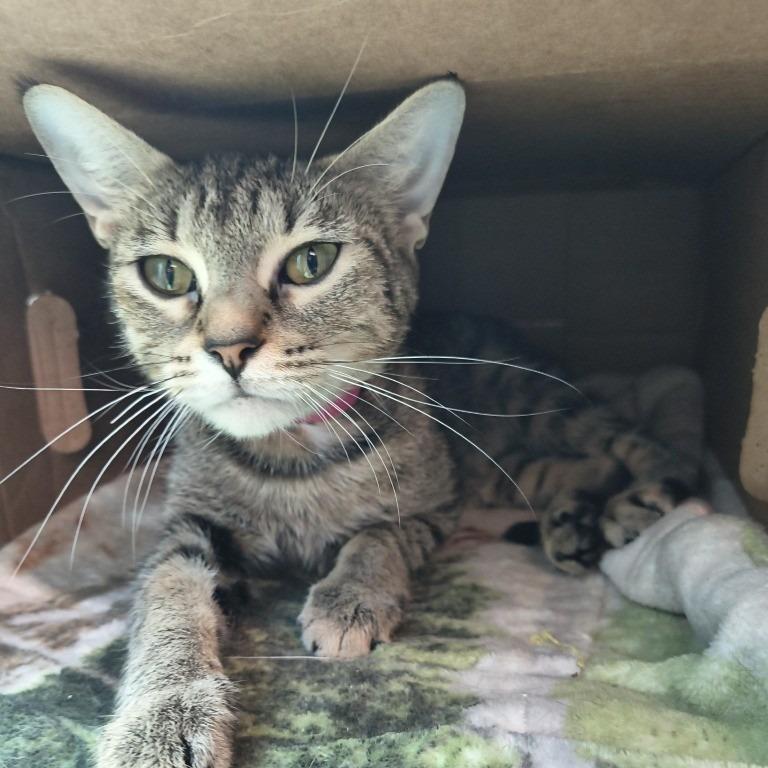 Enlarge Dorothy, a Adoptable Domestic Short Hair in Knoxville, TN image 1/1
