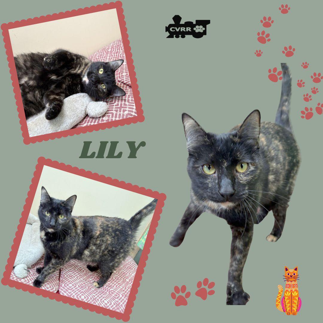 Enlarge Lily (Cat), a Adoptable Tortoiseshell in LINDSAY, CA image 1/1