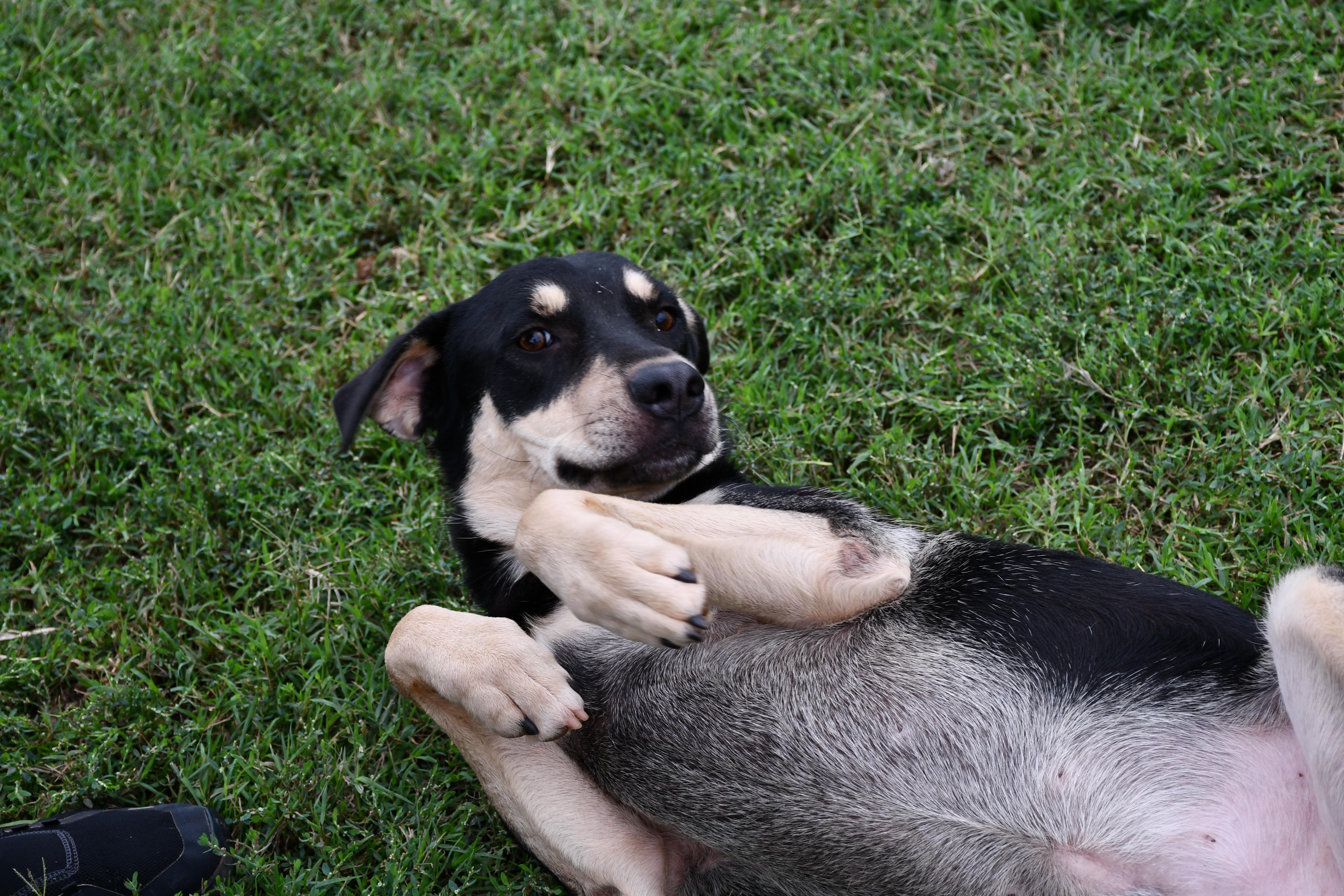 Turnpike, a Adoptable Mixed Breed in Chickasha, OK image 5/6