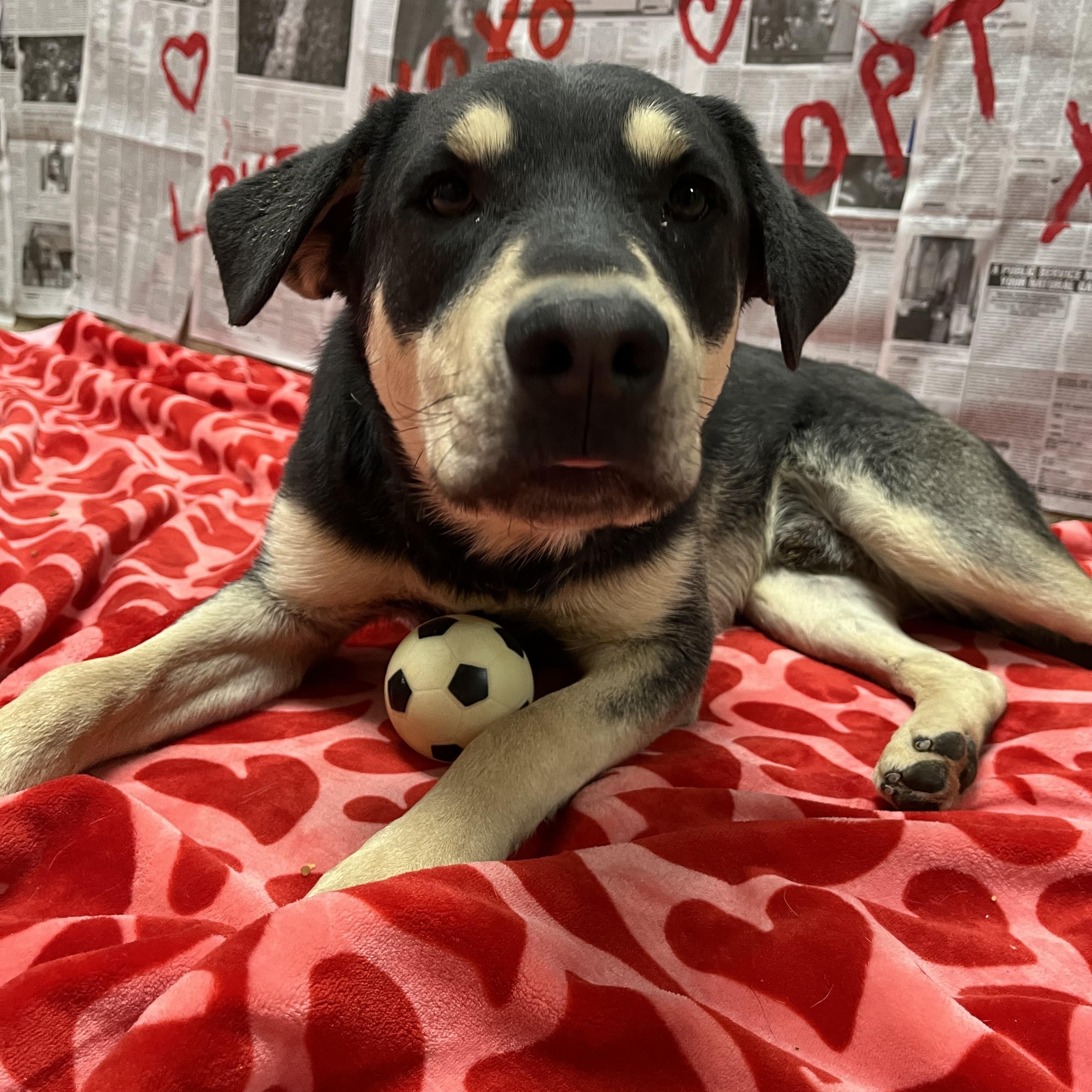 Turnpike, a Adoptable Mixed Breed in Chickasha, OK image 6/6