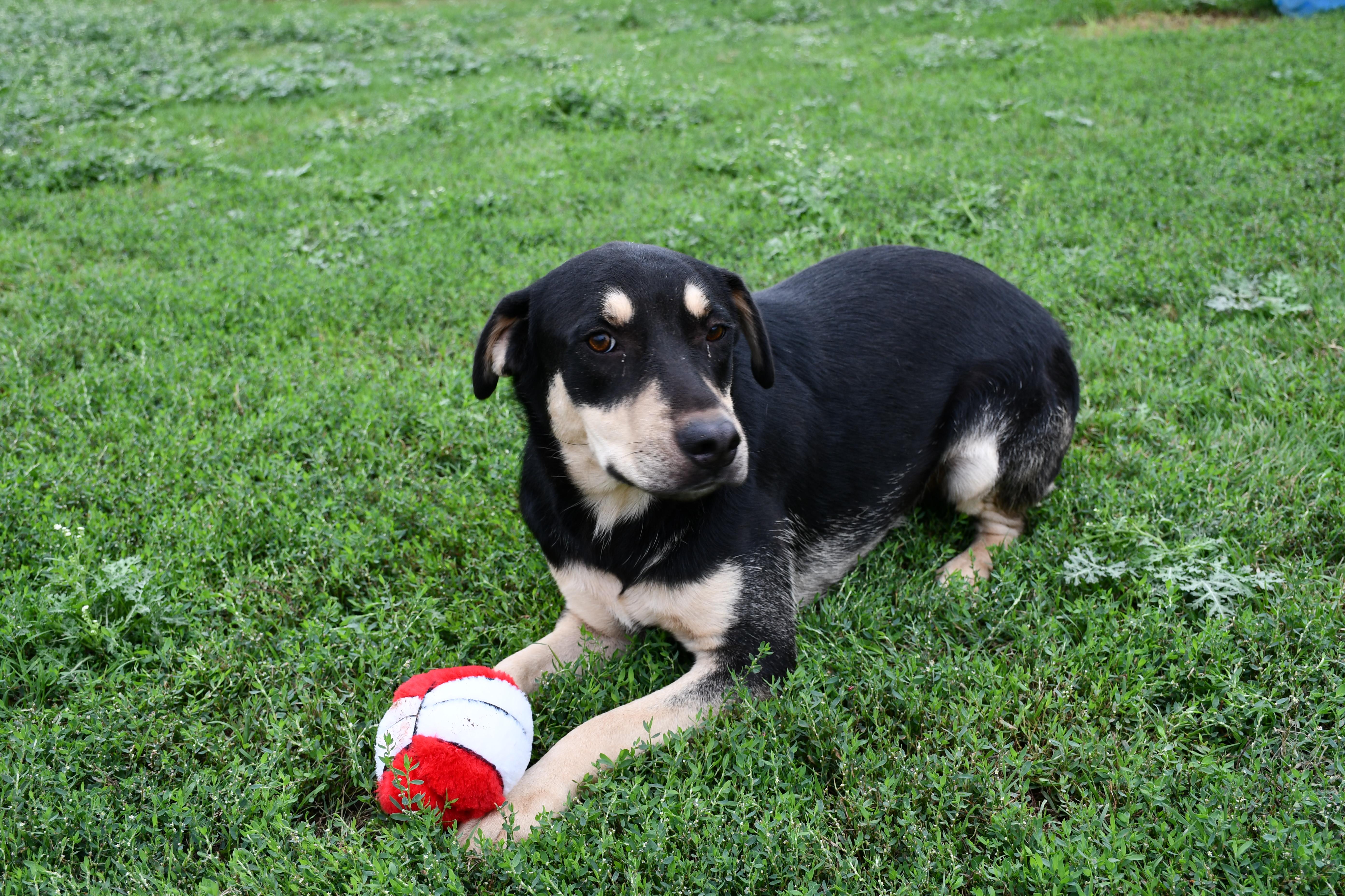 Turnpike, a Adoptable Mixed Breed in Chickasha, OK image 4/6