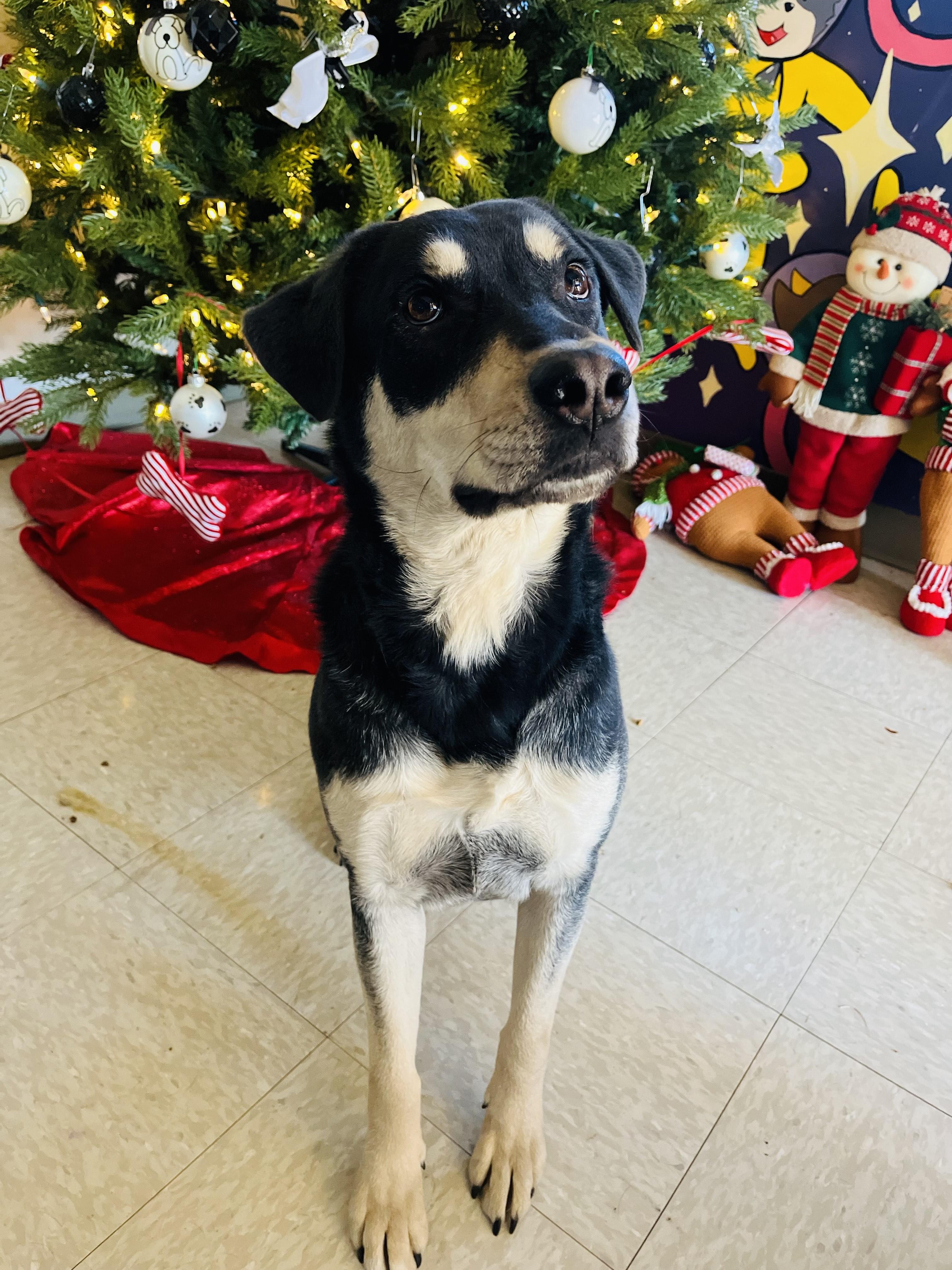 Enlarge Turnpike, a Adoptable Mixed Breed in Chickasha, OK image 3/5