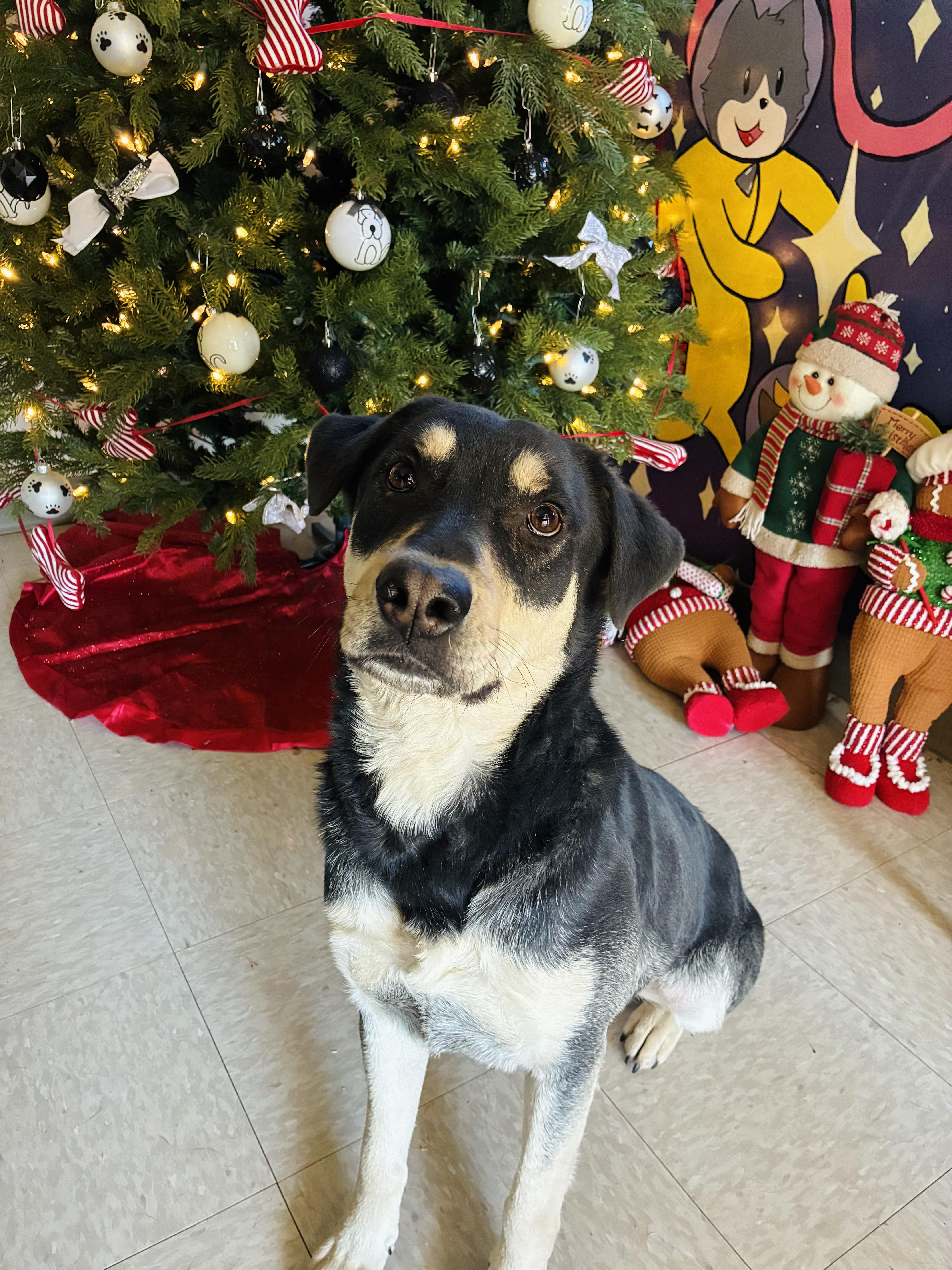 Enlarge Turnpike, a Adoptable Mixed Breed in Chickasha, OK image 1/5