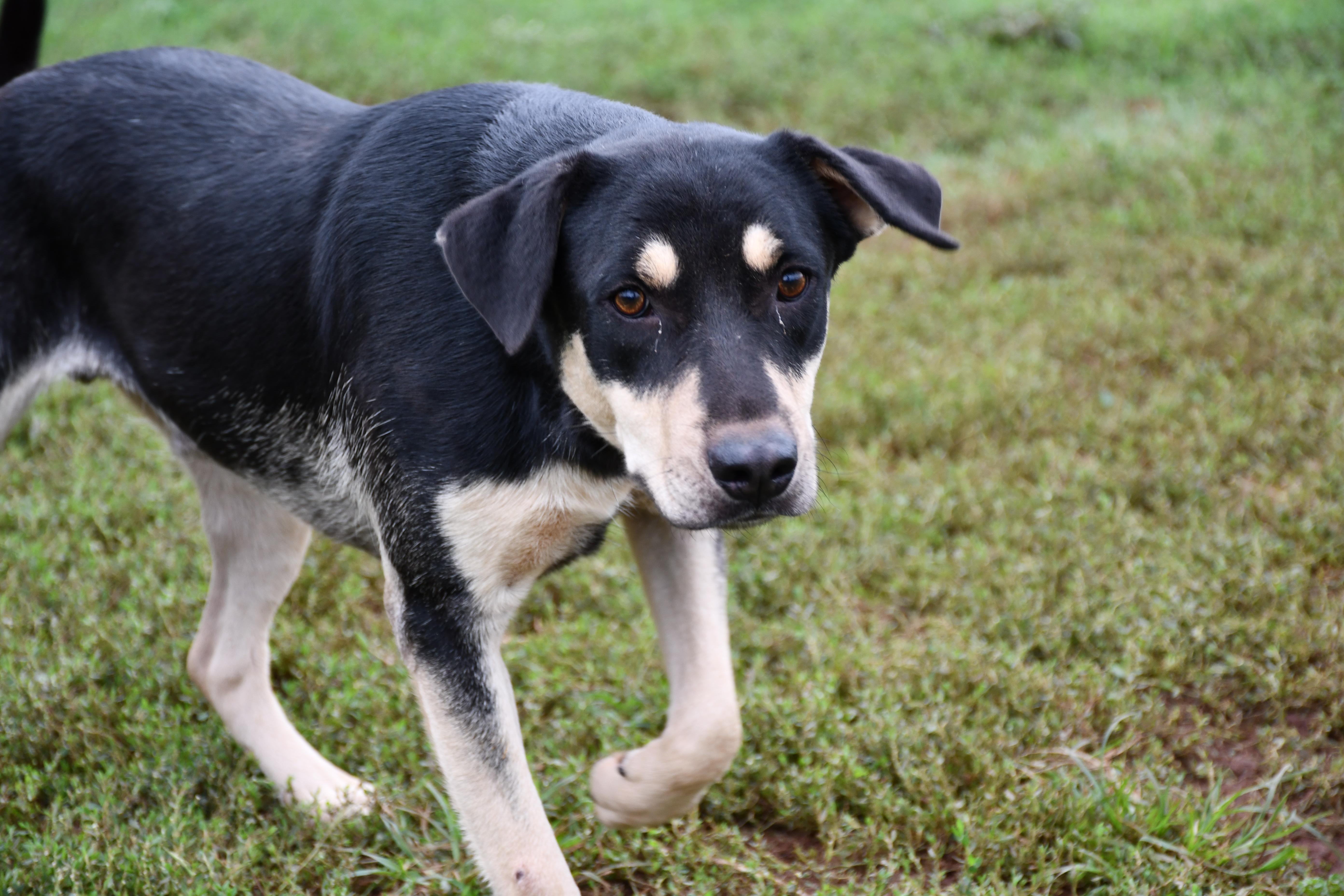 Turnpike, a Adoptable Mixed Breed in Chickasha, OK image 3/6