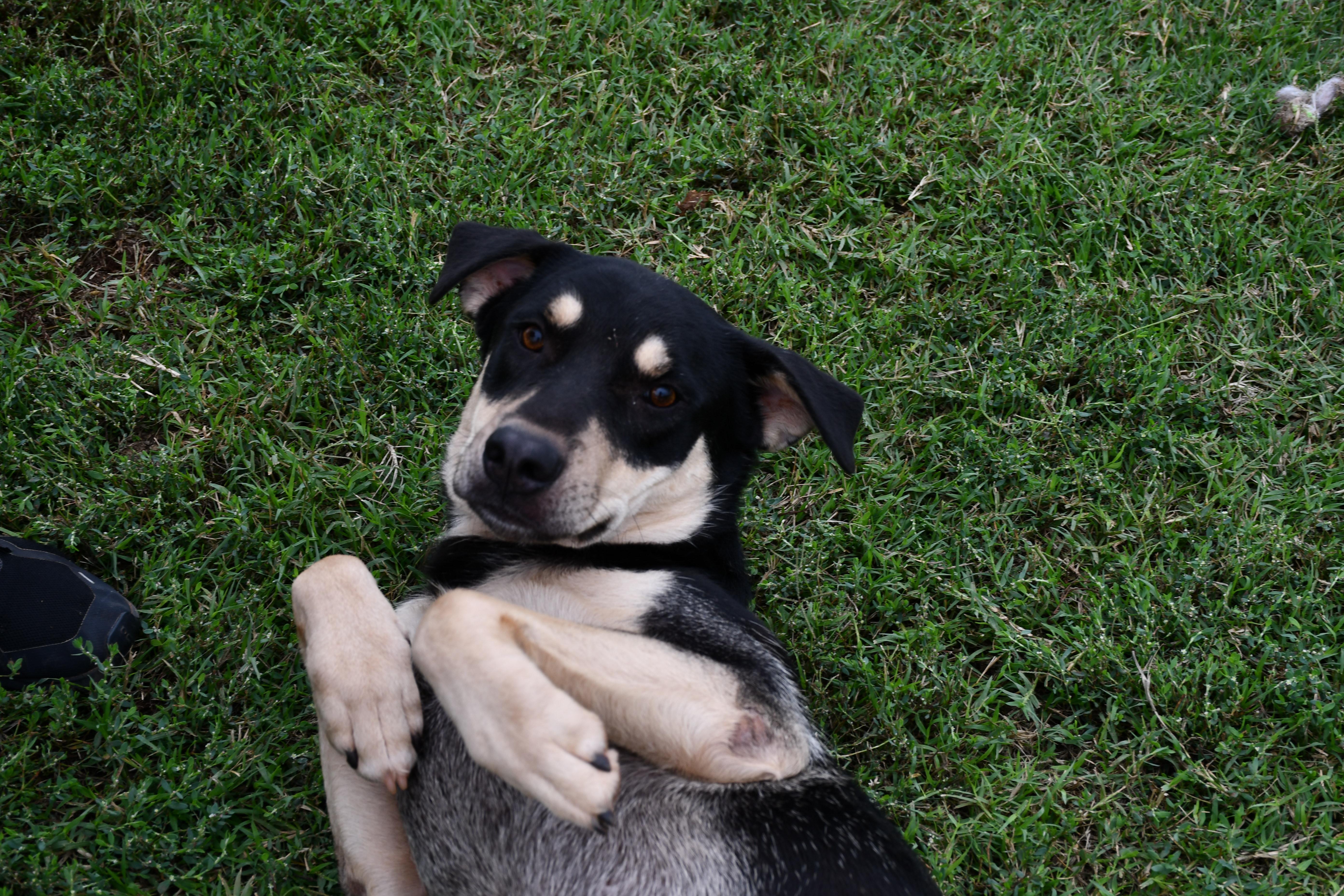 Turnpike, Adoptable, Adult Male Mixed Breed.