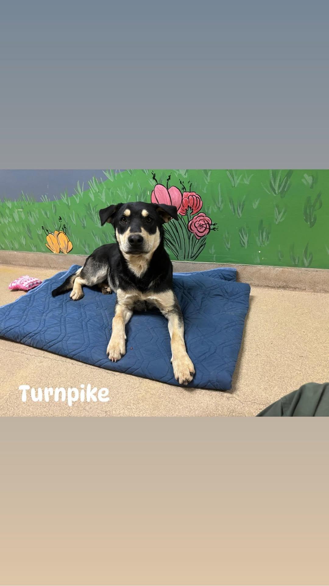 Turnpike photo 2