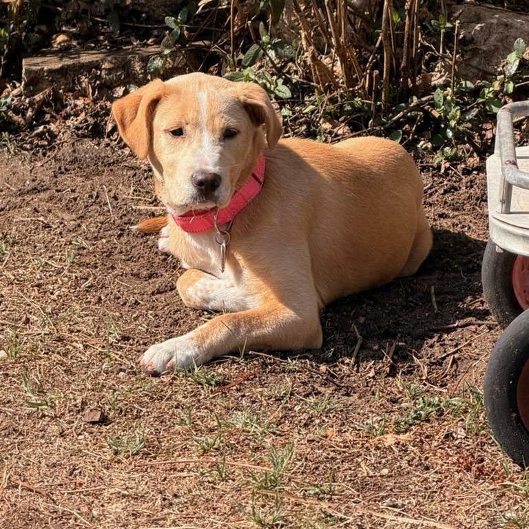 Maggie — thumbnail 3