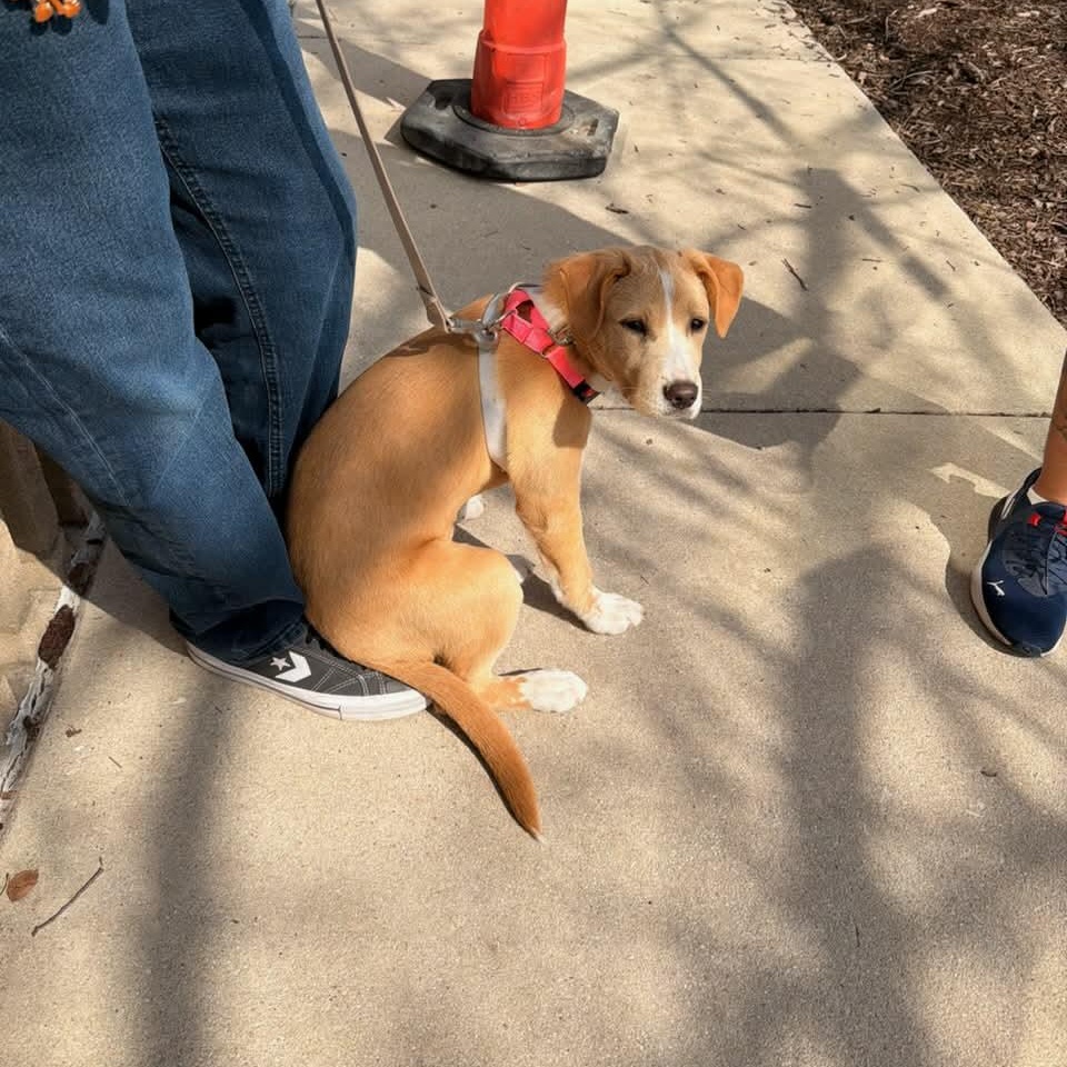 Maggie — thumbnail 4