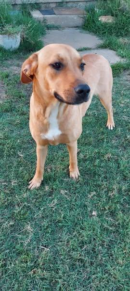 Enlarge Logan, a Adoptable mixed breed in Okemah, OK image 1/5