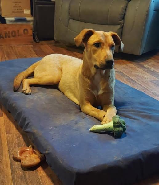 Enlarge Logan, a Adoptable mixed breed in Okemah, OK image 5/5