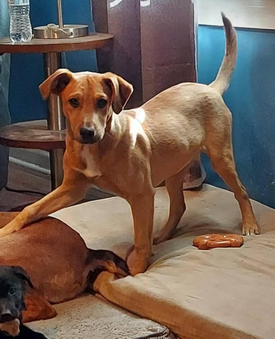 Logan, Young Male Mixed Breed