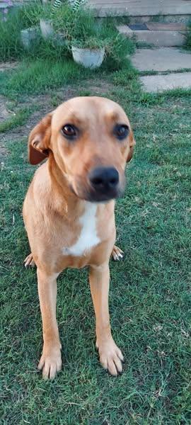 Enlarge Logan, a Adoptable mixed breed in Okemah, OK image 2/5