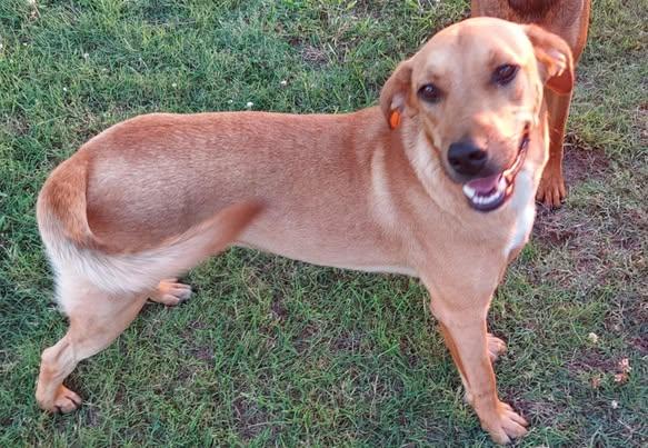 Enlarge Logan, a Adoptable mixed breed in Okemah, OK image 3/5