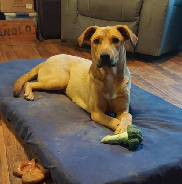 Enlarge Logan, a Adoptable mixed breed in Okemah, OK image 4/5