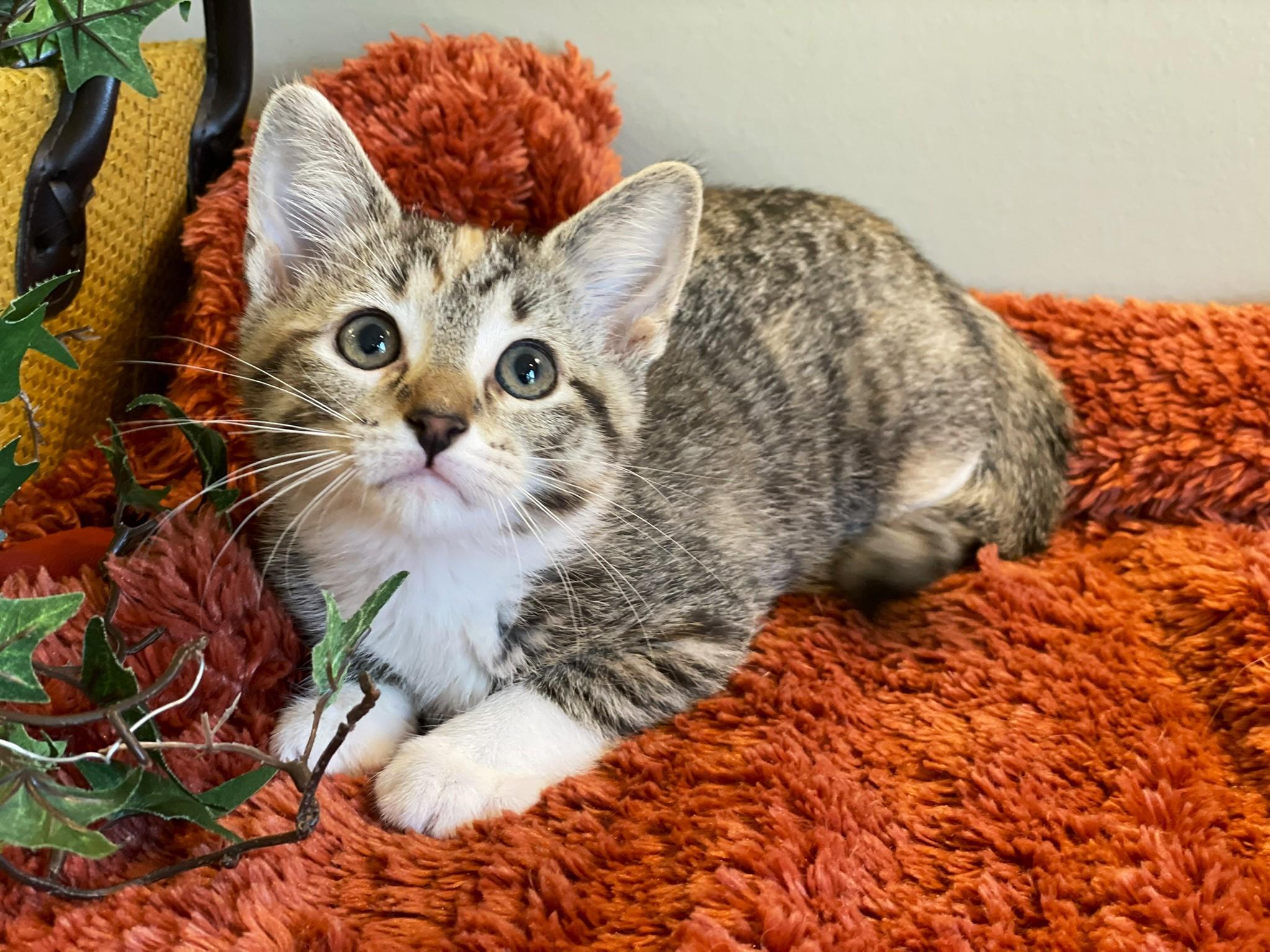 Enlarge Mable, a ADOPTABLE Torbie in Taylor, MI image 3/6